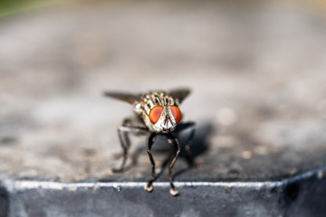 A macro shot of fly . Live housefly .Insect close-up