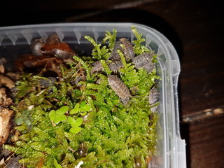 animal salamader scorpion pet