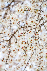 White flowers background.