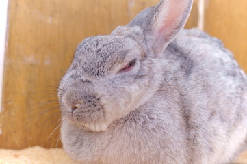 Ranch Rabbit Feeding
