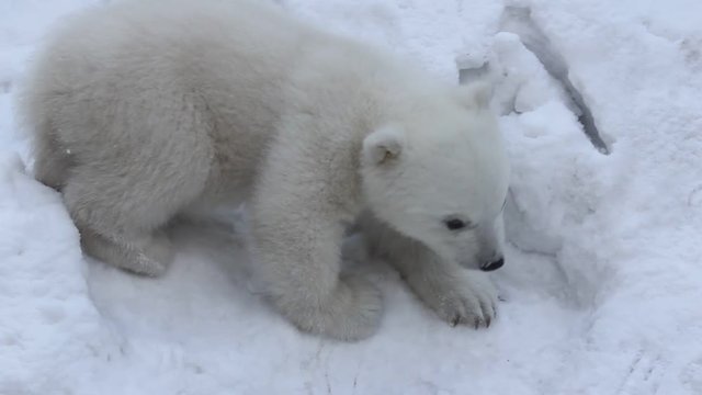 Polar bear with cubs on snow.  Polar bear mom with twins. 