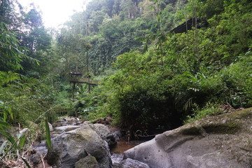 landscape of a green forest