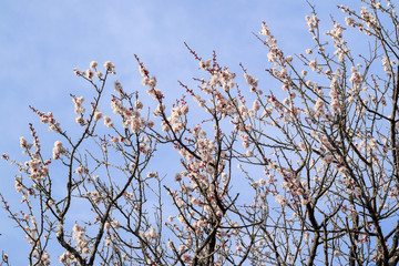 梅の花