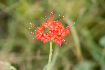 red flower in garden