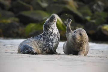 Grey seals young playing