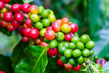 Arabica and Robusta tree in Coffee plantation.