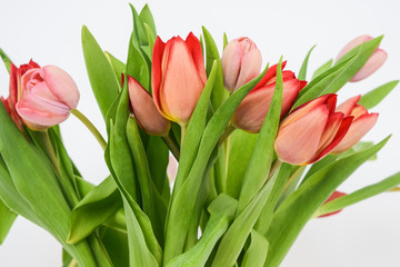 Fototapeta premium Close-up photo of tulips. Perennial herbaceous bulbous plants of the lily family, on a white background.