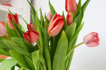 Close-up photo of tulips. Perennial herbaceous bulbous plants of the lily family, on a white background.