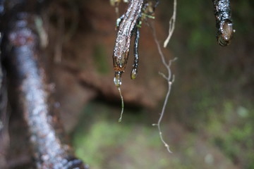 dew drops on the branch