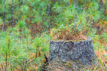 Beautiful stump with pine trees in green forest.