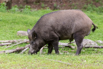 Large healthy adult wild boar seen in profile foraging for food in grass and branches 