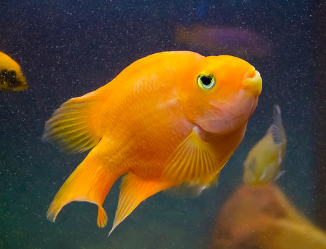 Red parrot aquarium fish swimming in the tank