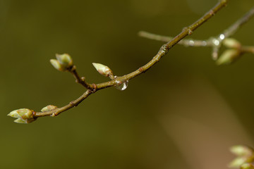 Ast mit einer Blüte nach einem Regen mit Regentropfen