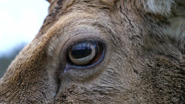 Close-Up of the Eye of a Fallow Deer