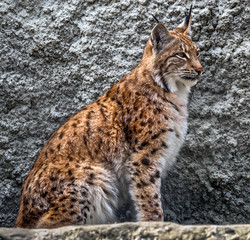 Lynx on the rock. Latin name - Lynx lynx
