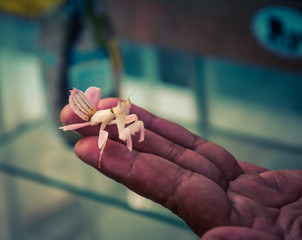 Mantis orquídea en Key West Butterfly and Nature Conservatory