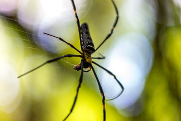 Close-up of a mysterious spider net. spider webs, Sensitive Focus