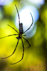 Close-up of a mysterious spider net. spider webs, Sensitive Focus