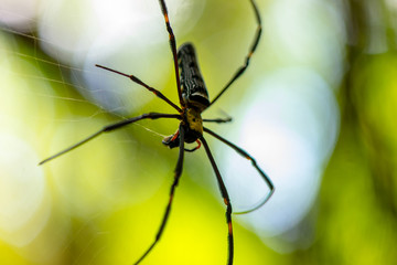 Close-up of a mysterious spider net. spider webs, Sensitive Focus