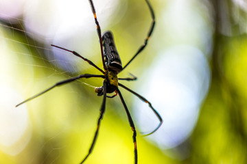 Close-up of a mysterious spider net. spider webs, Sensitive Focus