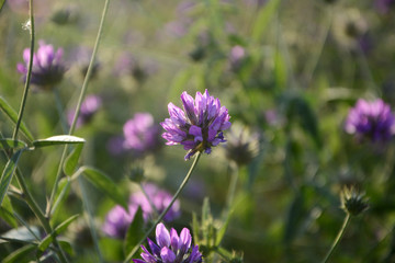 purple flower in a field