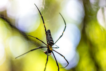Close-up of a mysterious spider net. spider webs, Sensitive Focus