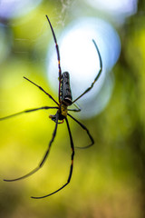 Close-up of a mysterious spider net. spider webs, Sensitive Focus