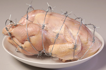 GMO chicken on a white plate. Concept genetically altered or modified food