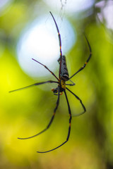 Close-up of a mysterious spider net. spider webs, Sensitive Focus
