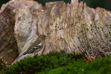 European Greenfinch in woodland habitat