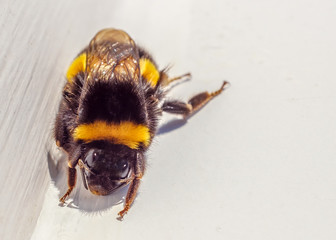 Bumblebee resting on a white wooden windowsill in a warm sunny spot on a winter day