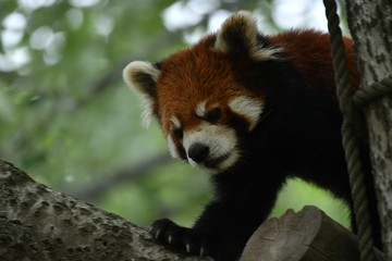 Naklejka premium 動物園