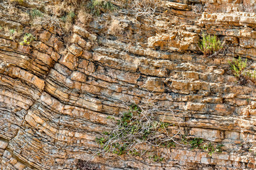 Plants on layered rocks