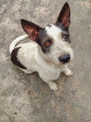 terrier dog sitting down and looking up