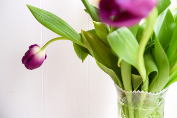 Bouquet of fresh purple tulips. Purple tulips on the white
