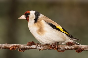 Goldfinch on a branch.  Moravia. Europe. 