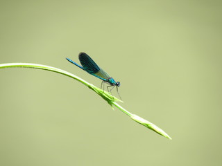 beautiful dragonfly on the green list