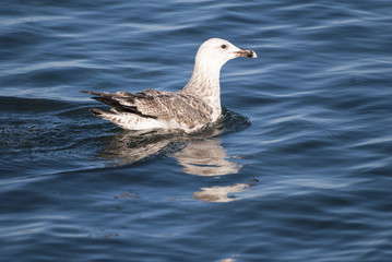 Black Sea gull on the water