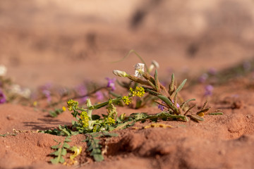 Blooming desert Wadi Rum in Jordan