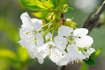Beautifully blossoming tree branch. Cherry - Sakura and sky with a natural colored background.