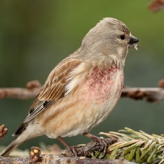 Linnet, Carduelis cannabina, male. Moravia. Europe. 