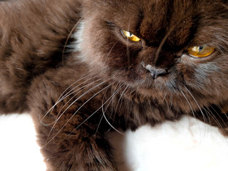 portrait of cat with Yellow eyes on white background