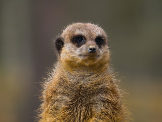 Suricate