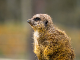 Suricate