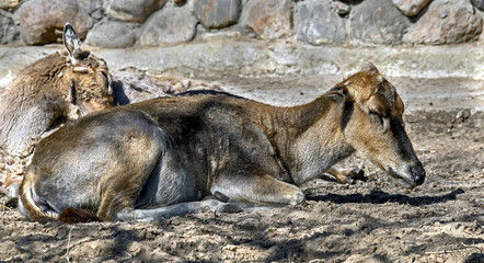 Pere David`s deer female. Latin name - Elaphurus davidianus. These animals are exterminated in the wildlife, live only in zoos