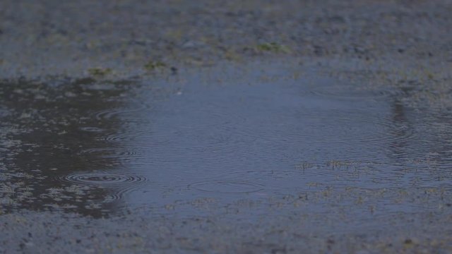 Gentle Rain Causing Ripples in a Puddle in Slow Motion