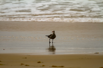 Seagull foraging in shallow water on a sandy beach