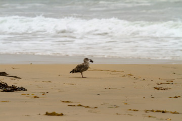 Seagull holding something in its beak