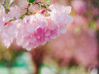 Tabebuia sweet pink flower blooming in Thailand,Beautiful Tabebuia rosea tree and rosy trumpet tree pink flower blooming in garden.