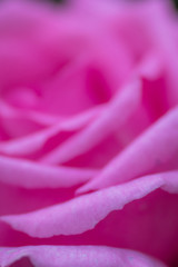 Fragile petals of a pink rose